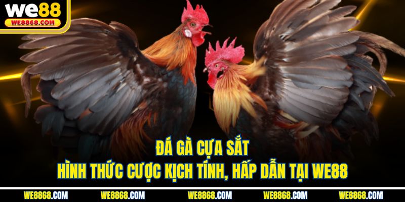 Đá Gà Cựa Sắt - Hình Thức Cược Kịch Tính, Hấp Dẫn Tại WE88