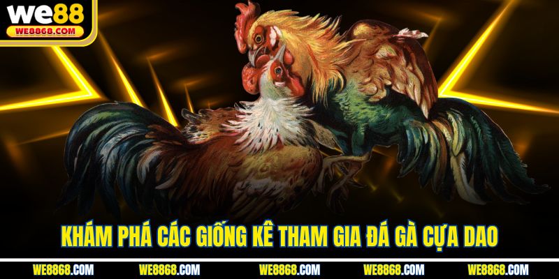 Khám phá các giống kê tham gia đá gà cựa dao