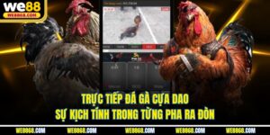 Trực Tiếp Đá Gà Cựa Dao | Sự Kịch Tính Trong Từng Pha Ra Đòn
