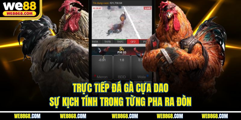 Trực Tiếp Đá Gà Cựa Dao | Sự Kịch Tính Trong Từng Pha Ra Đòn
